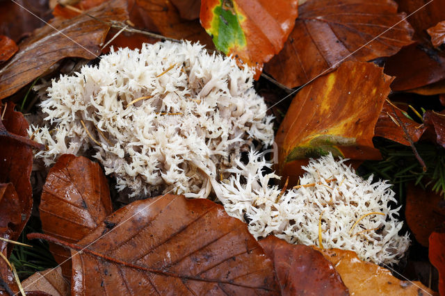 Anijskoraalzwam (Ramaria gracilis)