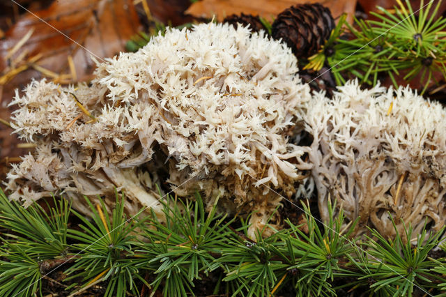 Anijskoraalzwam (Ramaria gracilis)