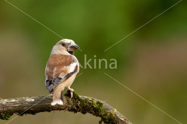 Appelvink (Coccothraustes coccothraustes)