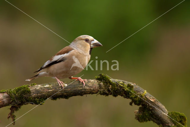 Appelvink (Coccothraustes coccothraustes)