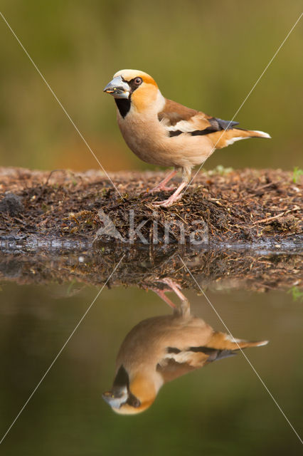 Hawfinch (Coccothraustes coccothraustes)