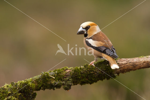 Hawfinch (Coccothraustes coccothraustes)