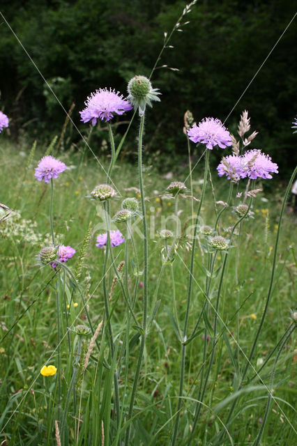 Field Scabious (Knautia arvensis)