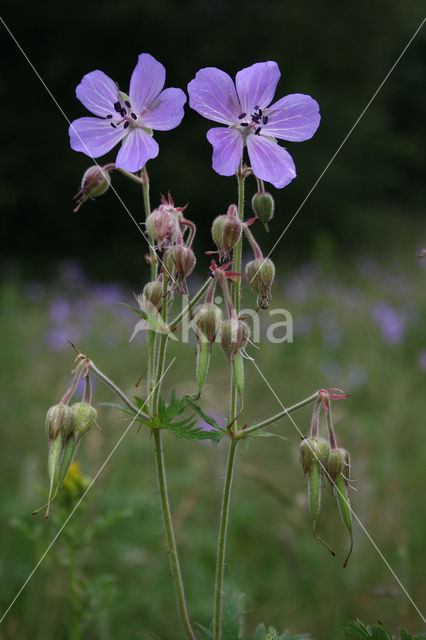 Meadow Crane's-bill (Geranium pratense)