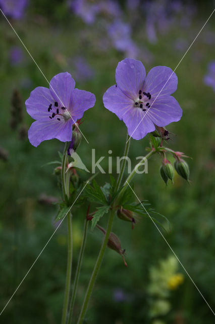 Beemdooievaarsbek (Geranium pratense)