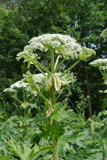 Giant Hogweed (Heracleum mantegazzianum)