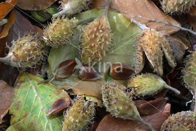 Beech (Fagus sylvatica)