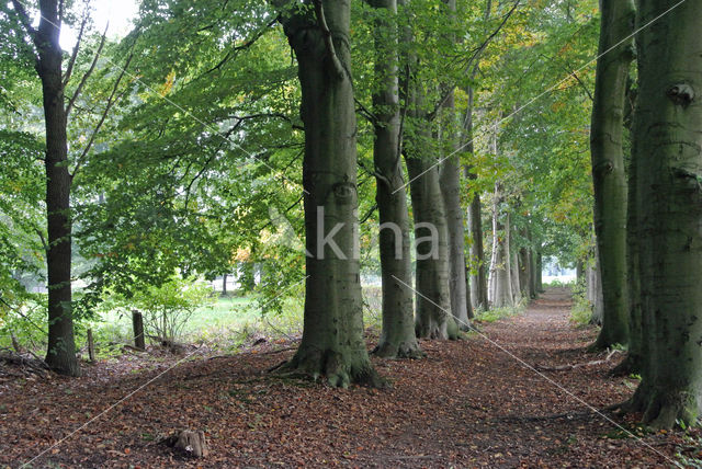 Beuk (Fagus sylvatica)