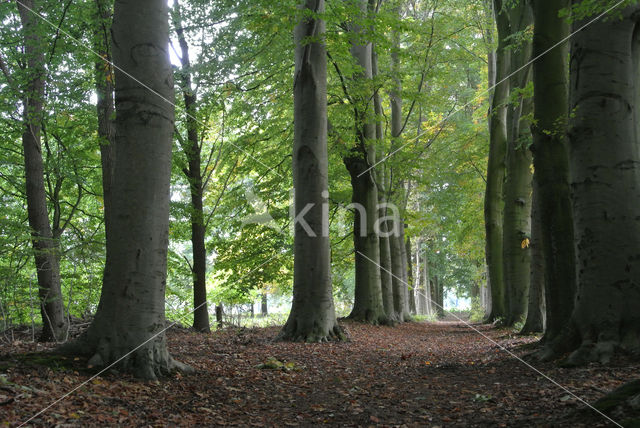 Beech (Fagus sylvatica)