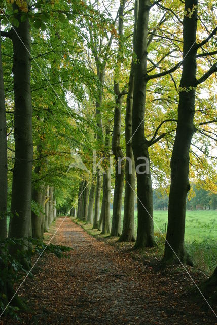 Beuk (Fagus sylvatica)