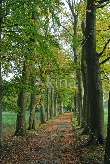 Beech (Fagus sylvatica)