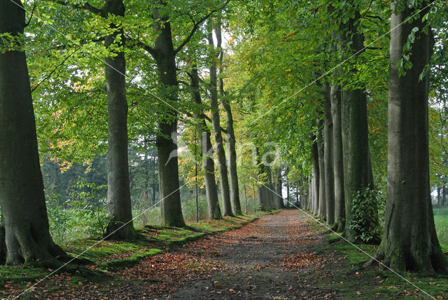 Beuk (Fagus sylvatica)