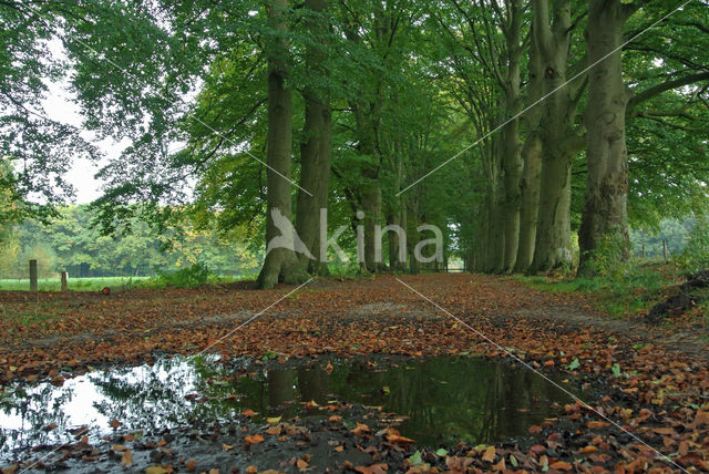 Beech (Fagus sylvatica)