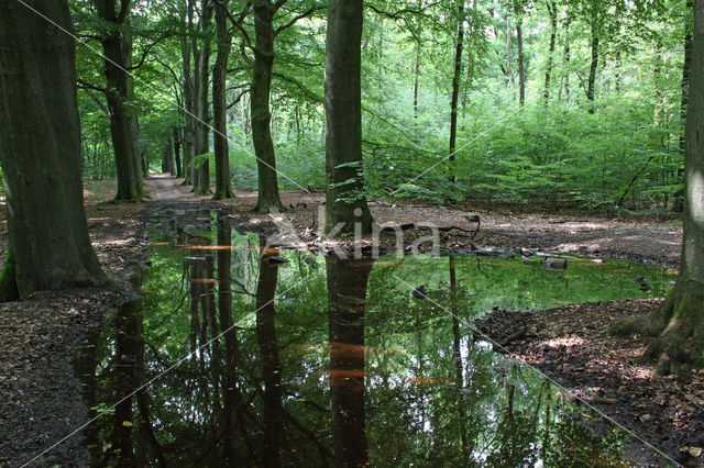 Beuk (Fagus sylvatica)