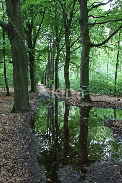 Beech (Fagus sylvatica)