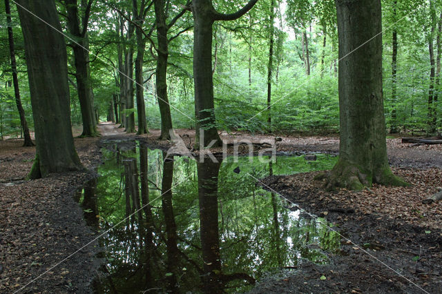 Beech (Fagus sylvatica)