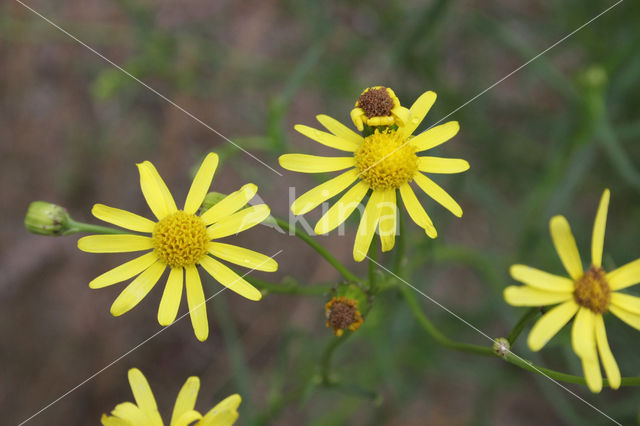 Bezemkruiskruid (Senecio inaequidens)