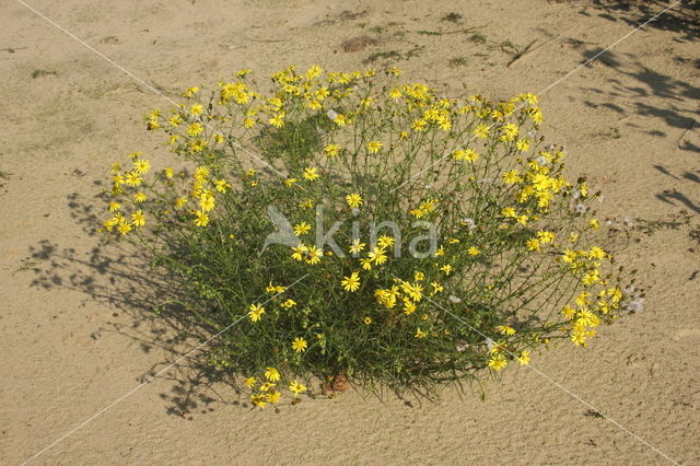 Narrow-leaved Ragwort (Senecio inaequidens)