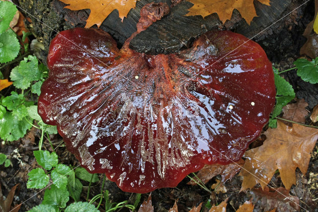 Beefsteak Fungus (Fistulina hepatica)