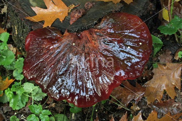 Biefstukzwam (Fistulina hepatica)