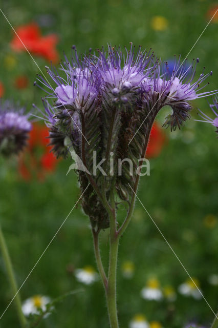 Lacy Phacelia (Phacelia tanacetifolia)