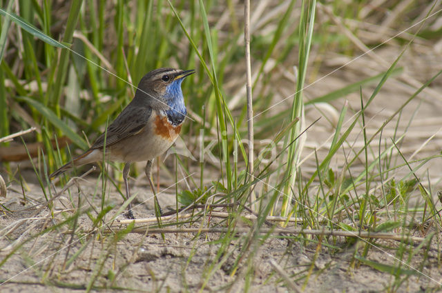 Blauwborst (Luscinia svecica)