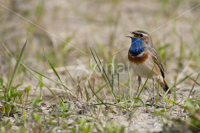 Blauwborst (Luscinia svecica)