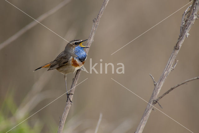 Blauwborst (Luscinia svecica)