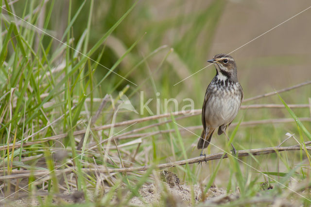 Blauwborst (Luscinia svecica)