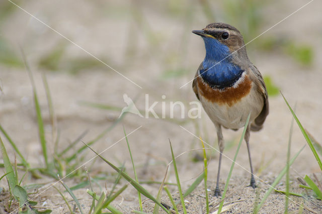 Blauwborst (Luscinia svecica)