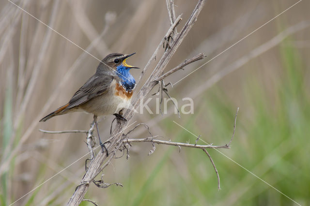 Blauwborst (Luscinia svecica)