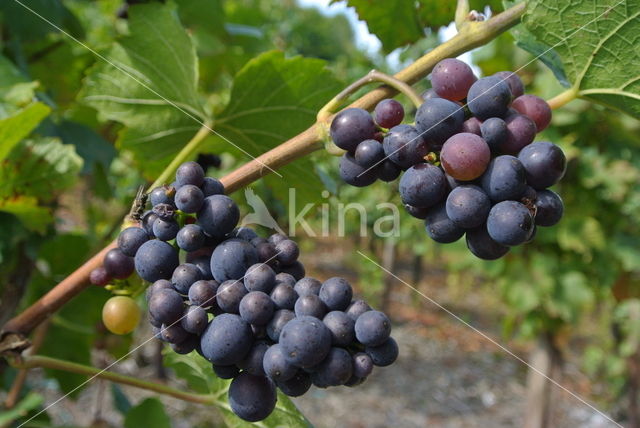 Grape-vine