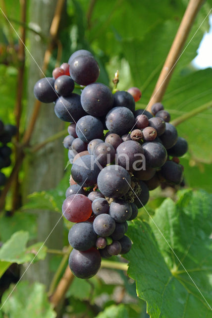 Grape-vine