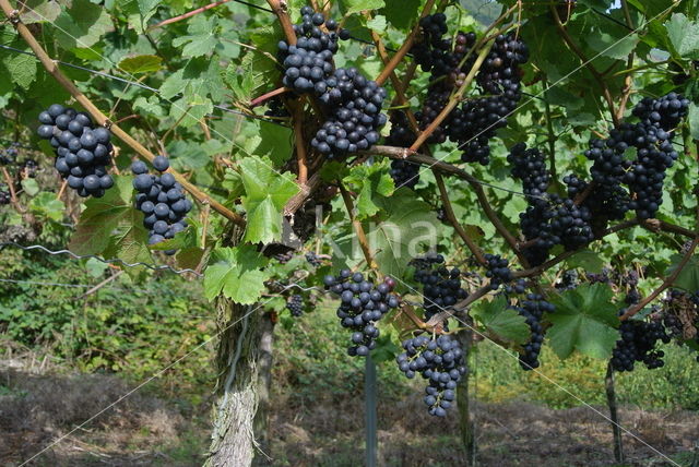 Grape-vine