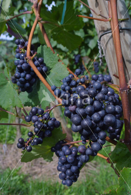 Grape-vine