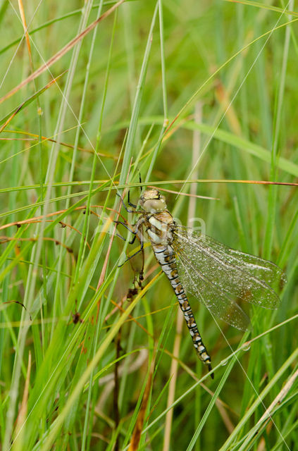 Blauwe glazenmaker (Aeshna cyanea)