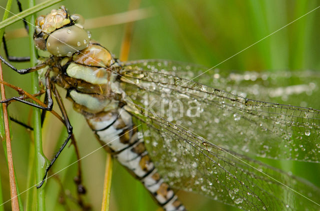 Southern Hawker (Aeshna cyanea)