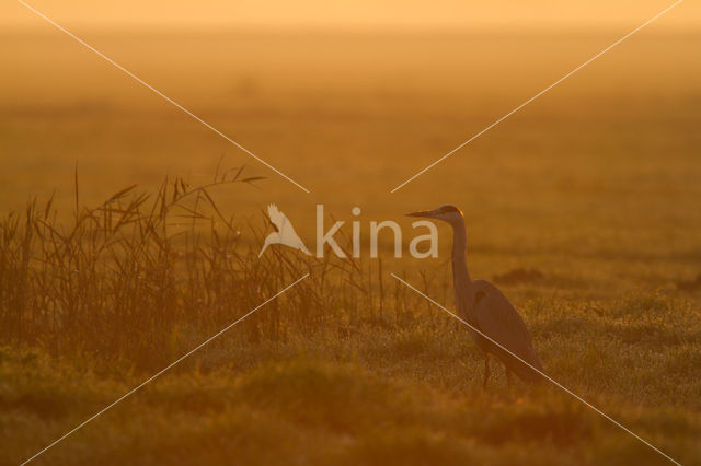 Blauwe Reiger (Ardea cinerea)