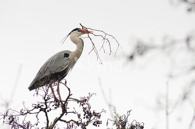 Blauwe Reiger (Ardea cinerea)