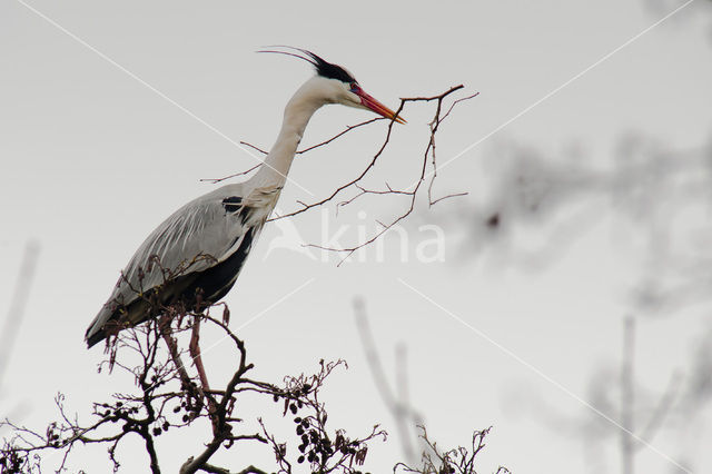 Blauwe Reiger (Ardea cinerea)