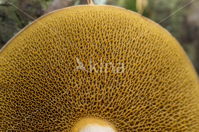 Boletus fechtneri