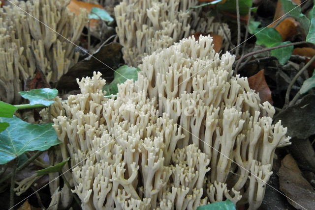 Bleke koraalzwam (Ramaria pallida)