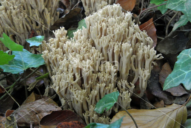 Bleke koraalzwam (Ramaria pallida)