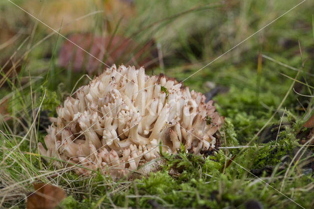 Bloemkoolzwam (Ramaria botrytis)