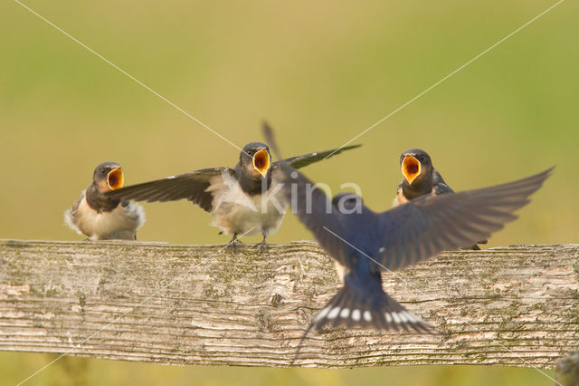 Boerenzwaluw (Hirundo rustica)