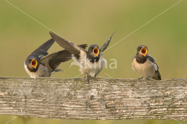 Boerenzwaluw (Hirundo rustica)