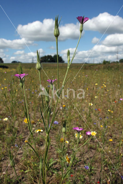 Bolderik (Agrostemma githago)