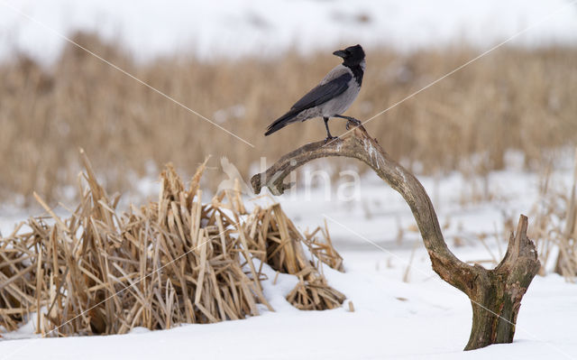 Hooded Crow (Corvus cornix)