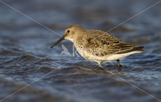 Dunlin (Calidris alpina)