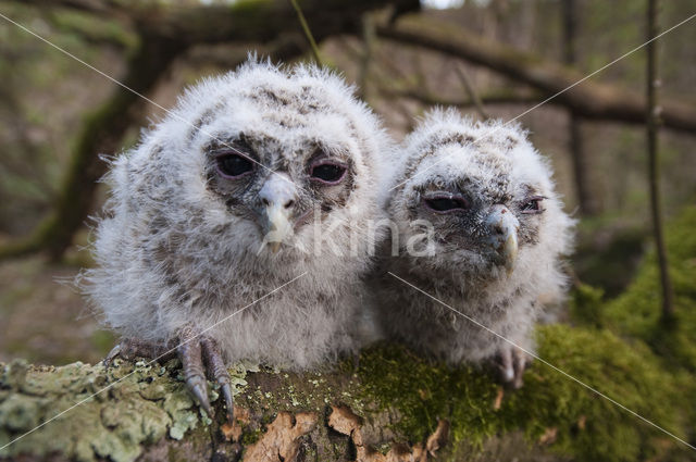 Bosuil (Strix aluco)